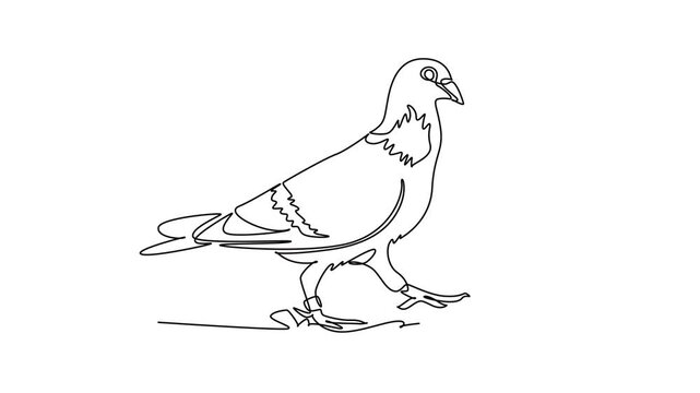 Animated self drawing of continuous line draw pet pigeon walking along the ground with banded legs and feather, symbolizing nature peace, urban birdlife, avian wildlife. Full length one line animation