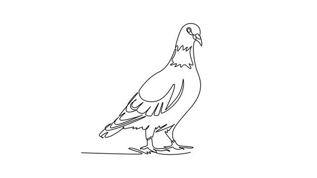 Animated self drawing continuous line draw alert pet pigeon standing upright on ground with folded wings, symbolizing urban wildlife, peaceful nature, and avian fauna. Full length one line animation
