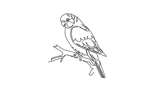 Animated self drawing of continuous line draw a parakeet parrot perched peacefully on a tree branch. Plumage details, avian grace, wildlife nature, and exotic pet care. Full length one line animation