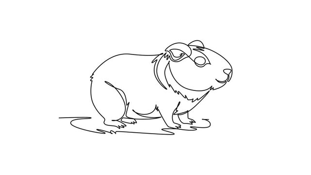 Self drawing animation of single line draw cute pet guinea pig resting calmly on the floor, highlighting domestic rodent pet care, fluffy fur, sweet nature fauna. Continuous line. Full length animated