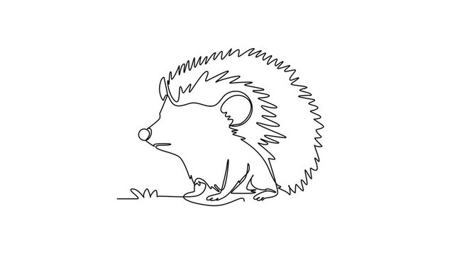 Self drawing animation single line draw cute hedgehog sitting on the ground with detailed quills, symbolizing wild fauna, nature conservation, exotic small pet. Continuous line. Full length animated