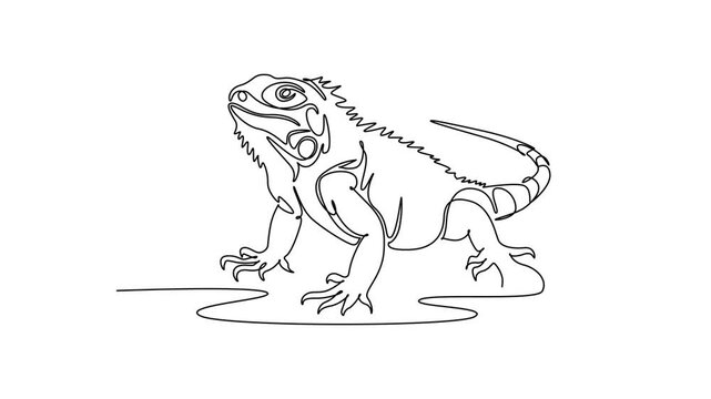 Animated self drawing of continuous line draw iguana lizard crawling on the ground. Dorsal spines, textured skin, curved tail. Exotic reptile wildlife, zoo biology. Full length single line animation