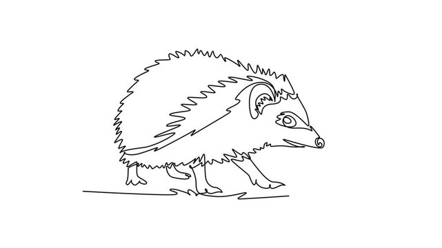 Self drawing animation single line draw charming pet hedgehog walking steadily forward with sharp quill and alert snout. Wildlife nature and exotic small fauna. Continuous line. Full length animated