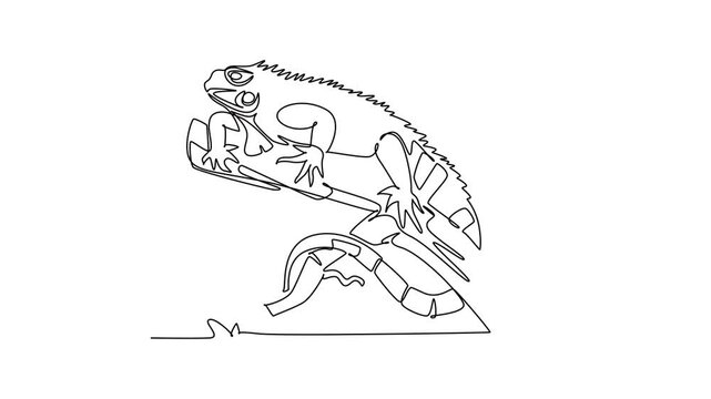 Animated self drawing of continuous line draw iguana lizard resting along a tree branch with claws gripping the wood. Reptile wildlife, tropical nature, exotic fauna. Full length single line animation