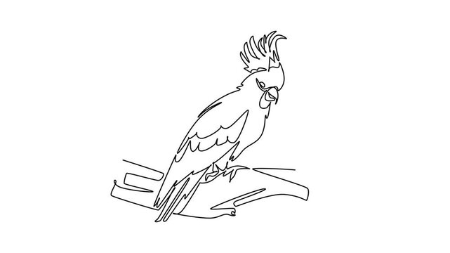 Animated self drawing of continuous line draw cockatoo parrot perched on a tree branch, featuring feathered crest details, wildlife artwork, and nature conservation. Full length single line animation