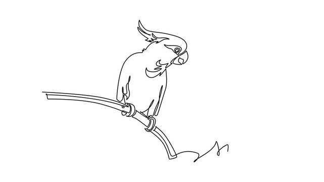 Animated self drawing of continuous line draw pet cockatoo parrot perched on curved branch looking downward with alert feather crest, capturing tropical avian beauty. Full length single line animation