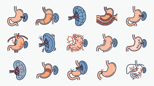 Medical vector illustration set featuring various human stomach and spleen anatomical diagrams, including internal cross-sections, vascular structures, and organ placement views.