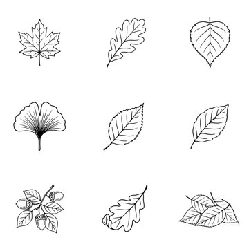 Autumn Leaves Line Art Vector Set with Maple Oak Ginkgo and Acorns