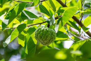 Fresh green custard apple growing sunlit tropical tree among vibrant leaves showing natural fruit cultivation organic farming healthy seasonal produce © NongEngEng