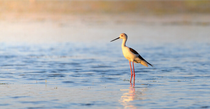 A black-winged stilt stands in shallow water illuminated by warm golden-hour light
