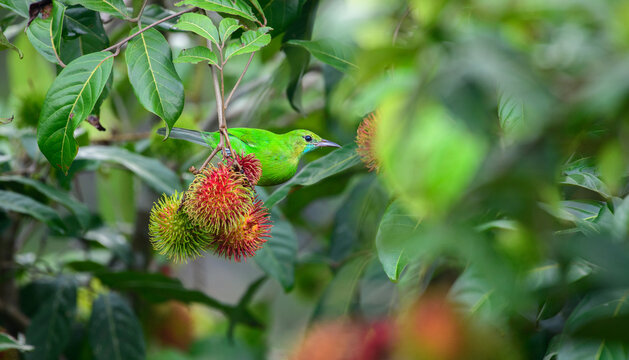 Jerdon's leafbird female feeds on ripe rambutan fruits among lush foliage