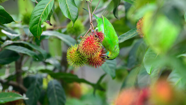 Jerdon's leafbird female feeds on ripe rambutan fruits among lush foliage
