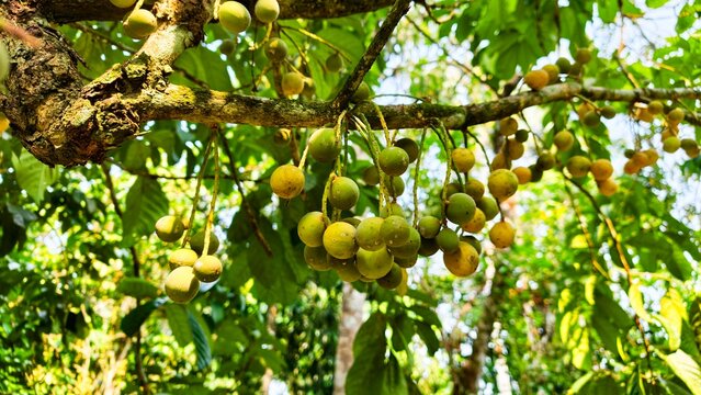 Duku fruit is half ripe or still young on the tree. Lansium parasiticum is cultivated mainly for its fruit, which can be eaten raw.