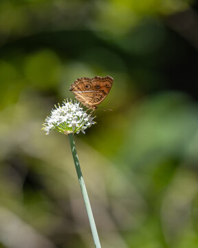 Peacock Pansy butterfly (Junonia almana) feeding on a white flower in the garden