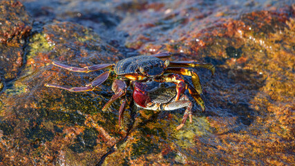 Two crabs interact on a wet, algae-covered rock in the intertidal zone © nilanka