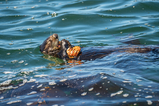 Southern Sea Otter Eating a Crab in Monterey Bay