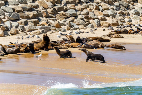 Large Group of California Sea Lions Resting on San Carlos Beach