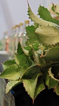Spiky green agave plant with mezcal bottles background