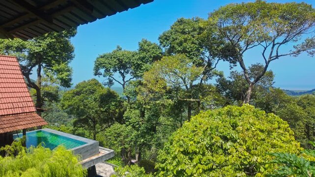 Lush cempedak farm in Penang, Malaysia, showing dense tropical fruit trees and green vegetation in a rural agricultural setting
