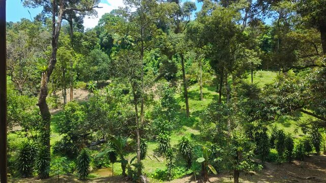 A cempedak farm in Penang, Malaysia, shows tropical fruit trees and lush green vegetation - panning shot