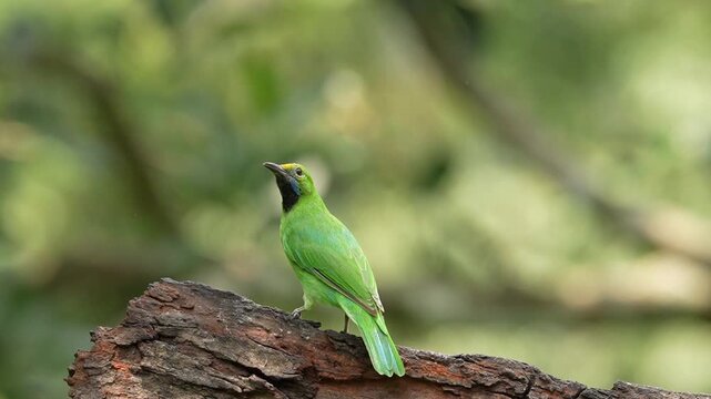 Rare footage of Golden-fronted Leafbird bird bathing gracefully in a river bed, showcasing unique bird behavior in its natural Western Ghats habitat