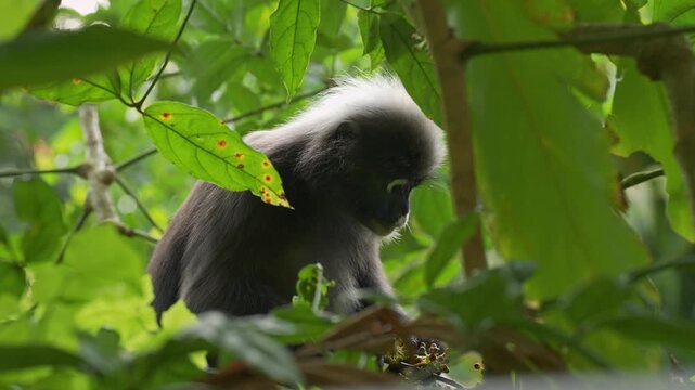 Medium static shot of a dusky leaf monkey (Trachypithecus obscurus) meticulously plucking small Schefflera berries off a fruit stalk and feeding quietly in the rainforest.