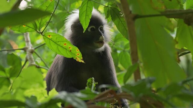Close medium static shot of a spectacled langur (Trachypithecus obscurus) chewing Schefflera fruit with berry pulp around its mouth while pausing among green canopy foliage.
