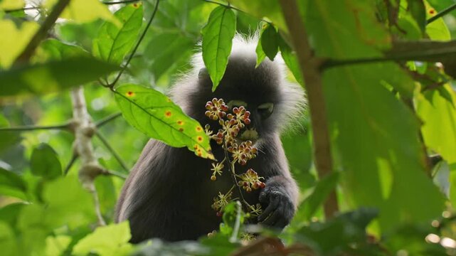 Medium static shot of an adult dusky leaf monkey (Trachypithecus obscurus) framed by dense foliage, holding and eating ripe small berries from a Schefflera fruit cluster in the rainforest canopy.