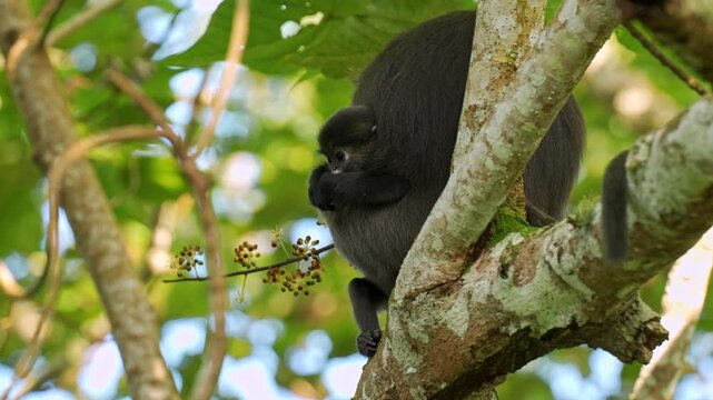 A transitioned dark infant dusky leaf monkey (Trachypithecus obscurus) clinging to its resting mother's chest while reaching out with its hands to pluck and eat small Schefflera berries.