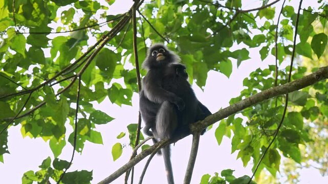 Low-angle medium static shot capturing an adult dusky leaf monkey sitting upright on a canopy branch and embracing her dark juvenile infant against her body before standing up to climb away.