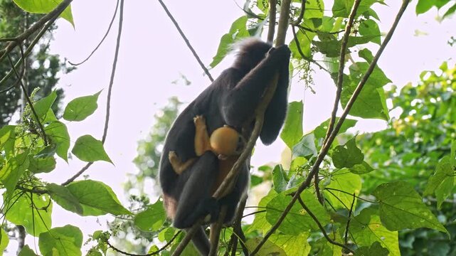 Low-angle medium static shot of a mother dusky leaf monkey resting her head against a tree branch while securely embracing her bright golden-orange baby clinging to her belly.
