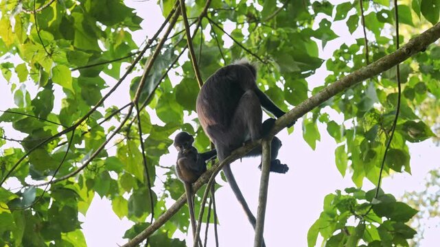 Low-angle medium shot of a mother dusky leaf monkey (Trachypithecus obscurus) sitting on a high tree branch beside her transitioned dark infant, scooping the baby onto her belly, and walking across th