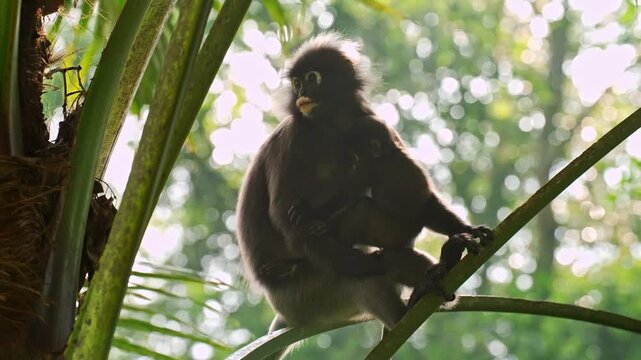 Low-angle medium shot of a female dusky leaf monkey (Trachypithecus obscurus) perched on a thick palm leaf rib with her transitioned, dark-furred infant clinging securely to her chest against sunlit b