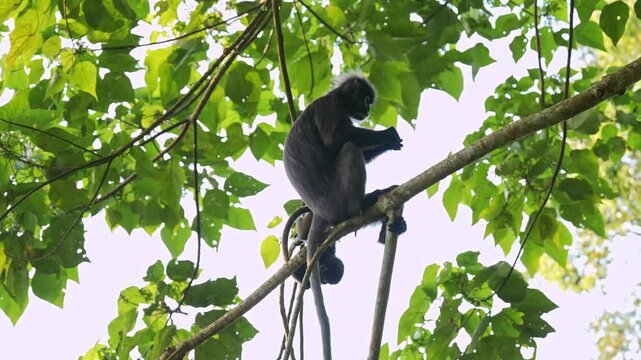 An adult dusky leaf monkey (Trachypithecus obscurus) sitting on an elevated tree branch eating berries, while an older, dark-coated infant climbs and perches directly beneath her.