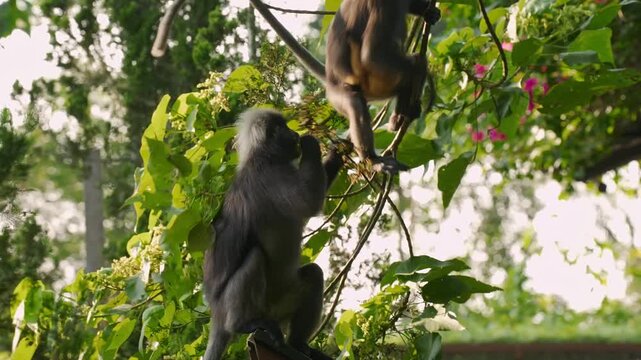 Medium dynamic shot showing a dusky leaf monkey (Trachypithecus obscurus) feeding on a Schefflera fruit stalk while a mother holding an orange infant perches nearby, before moving across the branch.