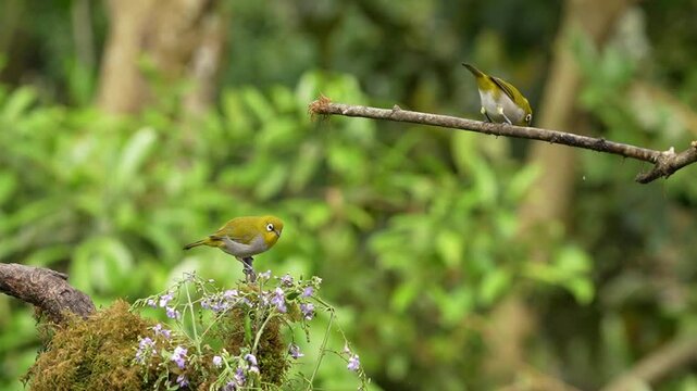 Rare footage of Indian White-eye bird bathing gracefully in a river bed, showcasing unique bird behavior in its natural Western Ghats habitat
