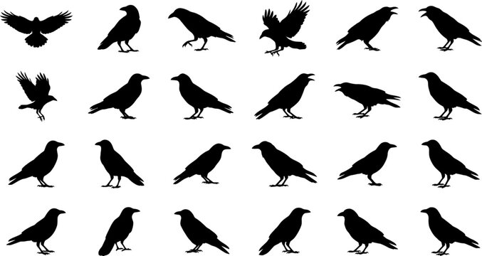 Crow and raven bird icon set featuring various standing, walking, flying, and cawing poses in a black and white vector silhouette graphic design