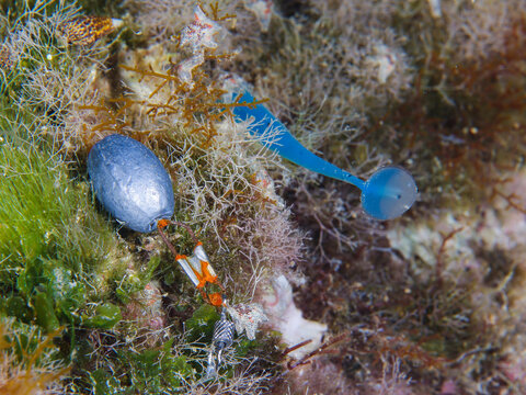 Lead sinker and fishing hook stuck on the seabed