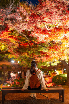 Back view of a female tourist relaxing and looking at illuminated red maple trees during the fall season in Kyoto, Japan