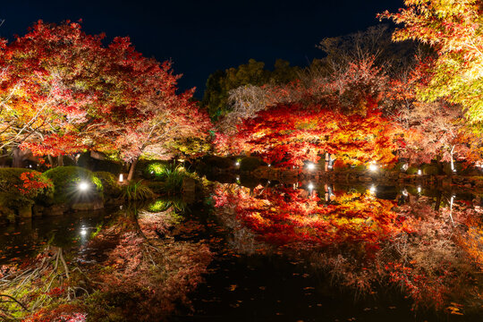 Vibrant autumn maple trees are illuminated during a night light-up event, with their glowing colors reflected beautifully on the surface of a peaceful pond at Toji Temple in Kyoto, Japan