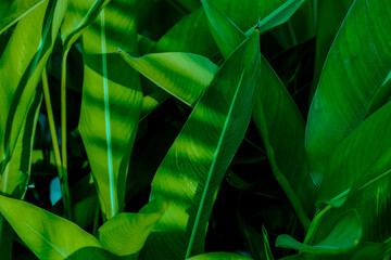 tropical leaves, abstract green leaves texture, nature background for wallpaper © Sirapob