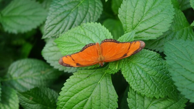 Orange Julia Butterfly Perched on Green Leaves with Wings Wide Open, Top View