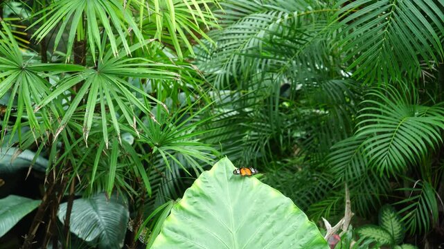 Tropical Butterfly Garden with Palm Fronds and Giant Elephant Ear Leaf