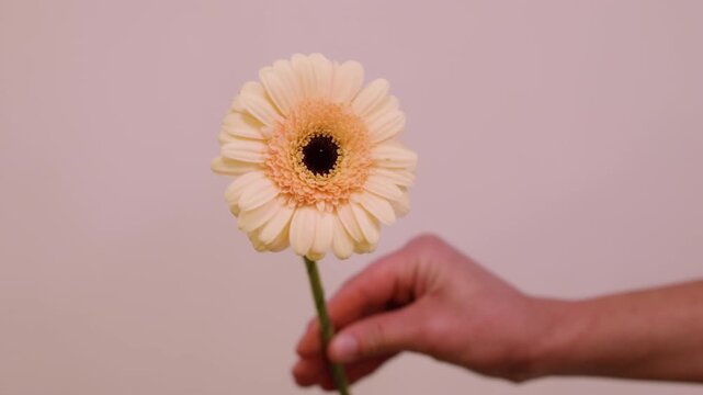 Yellow gerbera. Bloom flower. Florist female hand holding capitulum with green stem presenting fresh seasonal blossom.