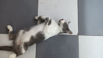 Cat sleeping on the floor © faisal