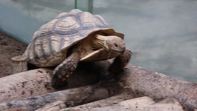 Old tortoise moves slowly through naturalistic enclosure. Its shell shows weathered, earthy tones. Green glass walls frame the habitat. Logs and soil create naturalistic surroundings