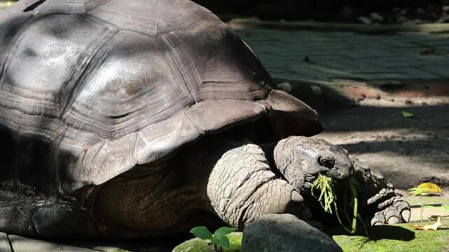 Large tortoise with dark, textured shell eats green foliage. Head and limbs slowly move as it grazes. Sunlight glints softly across its rugged carapace