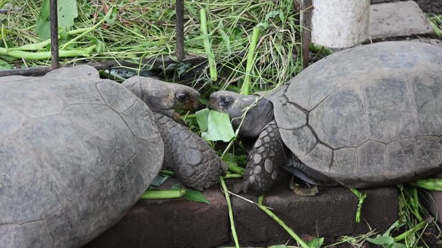 Two large tortoises feed on green grass and leaves. One tortoise opens its mouth to eat. They rest on a low stone ledge. Tortoises have rough, dark shells and sturdy legs. Garden plants grow nearby