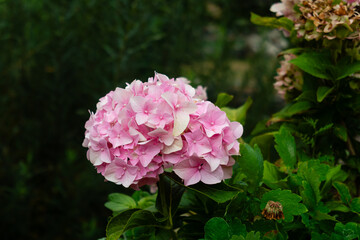 Fototapeta premium Beautiful multicolored rose blooming gracefully on a natural leafy branch.