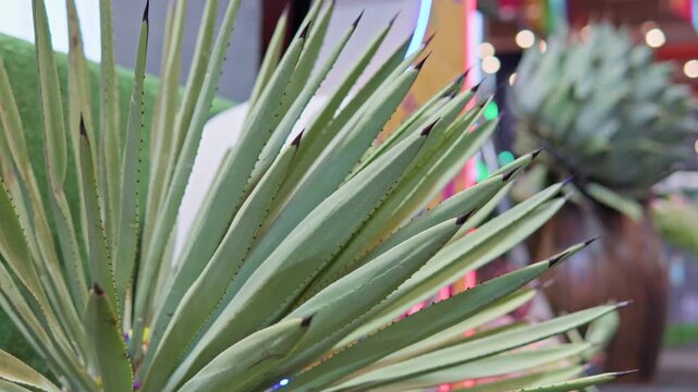 Close up of green agave plant leaves for making mezcal